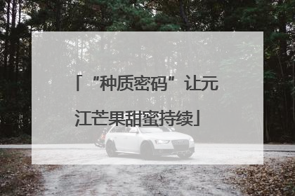 “种质密码”让元江芒果甜蜜持续