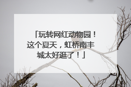 玩转网红动物园！这个夏天，虹桥南丰城太好逛了！