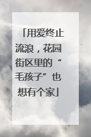 用爱终止流浪，花园街区里的“毛孩子”也想有个家