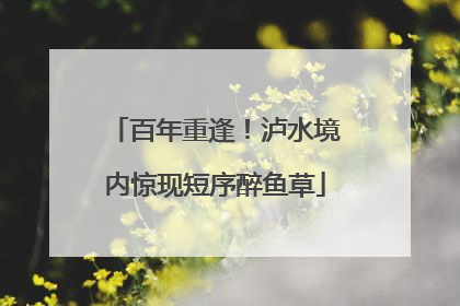 百年重逢！泸水境内惊现短序醉鱼草