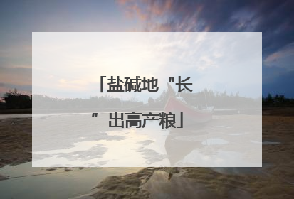 盐碱地“长”出高产粮