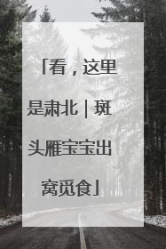 看，这里是肃北｜斑头雁宝宝出窝觅食