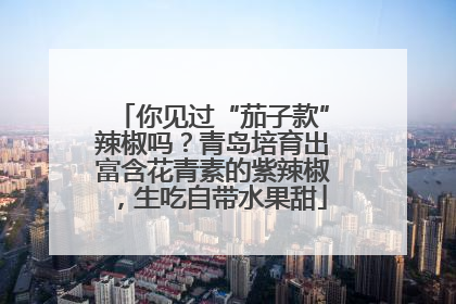 你见过“茄子款”辣椒吗？青岛培育出富含花青素的紫辣椒，生吃自带水果甜