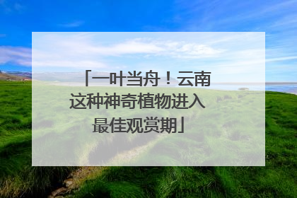 一叶当舟！云南这种神奇植物进入最佳观赏期