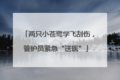 两只小苍鹭学飞刮伤，管护员紧急“送医”