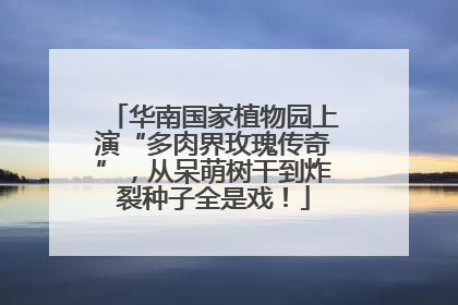 华南国家植物园上演“多肉界玫瑰传奇”，从呆萌树干到炸裂种子全是戏！