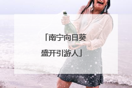 南宁向日葵盛开引游人