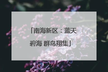 南海新区：蓝天碧海 群鸟翔集