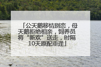 公天鹅移情别恋，母天鹅拒绝相亲，饲养员将“新欢”送走，时隔10天原配重逢