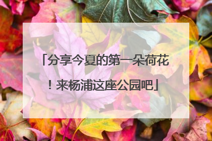 分享今夏的第一朵荷花！来杨浦这座公园吧