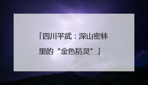 四川平武：深山密林里的“金色精灵”