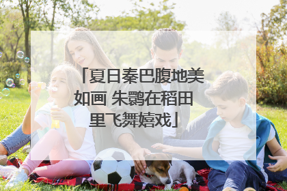 夏日秦巴腹地美如画 朱鹮在稻田里飞舞嬉戏