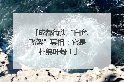 成都街头“白色飞絮”真相：它是朴绵叶蚜！