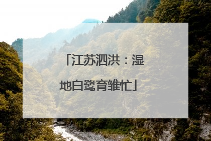 江苏泗洪：湿地白鹭育雏忙