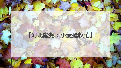 河北隆尧：小麦抢收忙