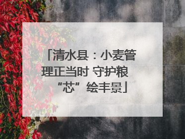 清水县：小麦管理正当时 守护粮“芯”绘丰景
