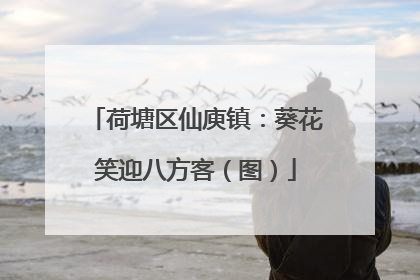 荷塘区仙庾镇：葵花笑迎八方客（图）