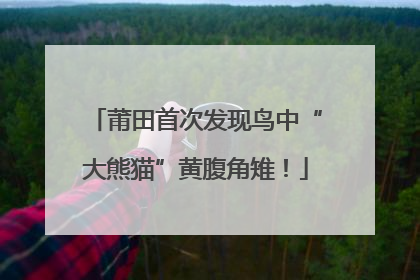 莆田首次发现鸟中“大熊猫”黄腹角雉！