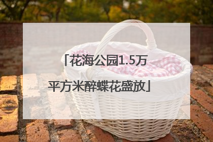 花海公园1.5万平方米醉蝶花盛放
