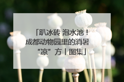 趴冰砖 泡水池！成都动物园里的消暑“凉”方丨图集