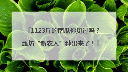 1123斤的南瓜你见过吗？潍坊“新农人”种出来了！