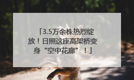 3.5万余株热烈绽放！日照这座高架桥变身“空中花廊”！